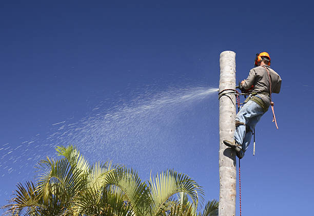 Tree Removal Services